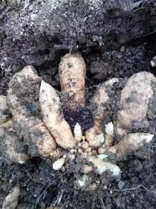 我是第一書記,我為俺村代言