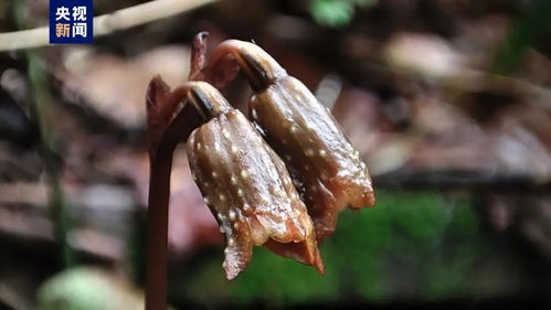 大明山天麻,再次被發現
