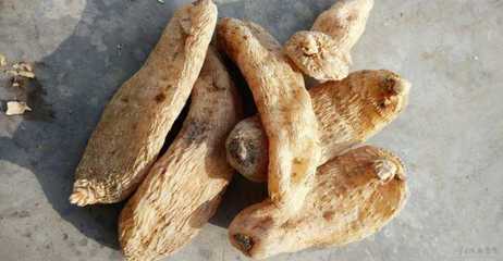 天麻的營養價值