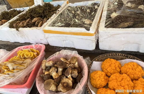 昆明市場羊肚菌價格處于全年最低水平