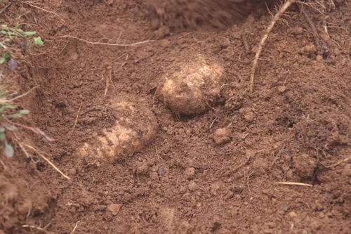 彝良農副產品加工廠 走綠色發展道路 培育優質天麻品牌