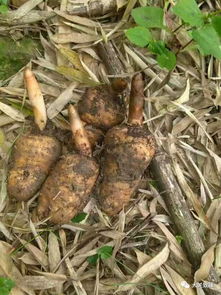 看大關(guān)山里人找野生天麻,帶你走進天麻的另一個世界 美食 網(wǎng)