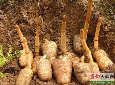 請問這是什么植物呀,是天麻嗎?