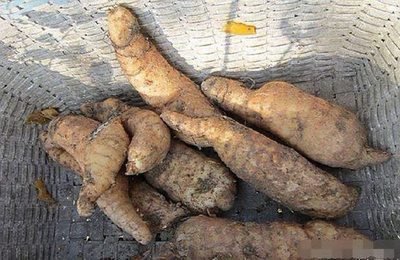 農民挖天麻意外得寶，野生靈芝價值連城