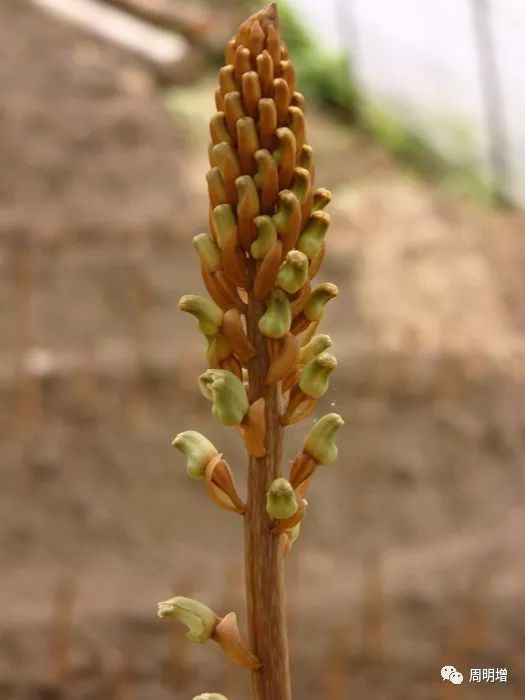 天麻 健康食材中的“補腦神草”